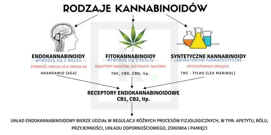 Rodzaje kannabinoidów