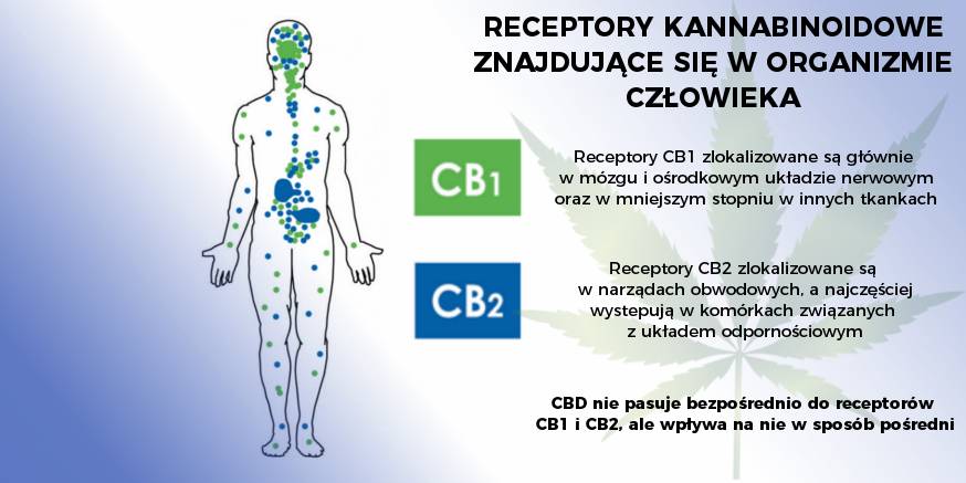 Rola układu endokannabinoidowego