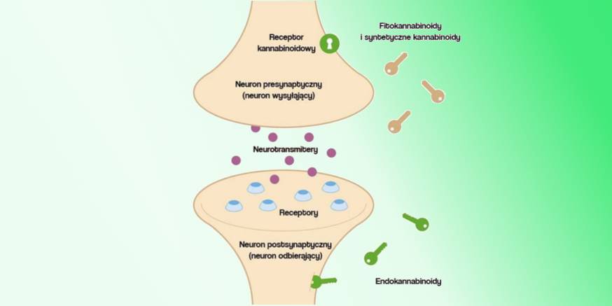 Rola układu endokannabinoidowego