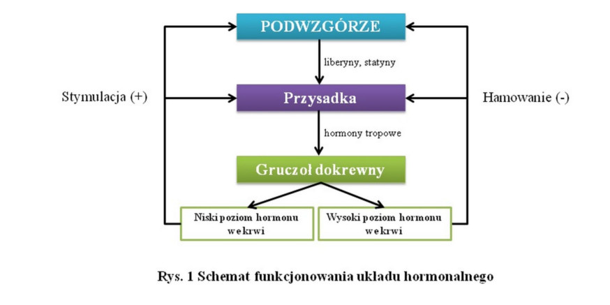 Olejek CBD a regulacja hormonalna